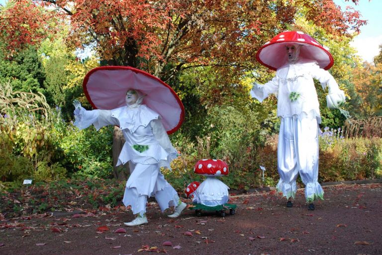 The Happy – Camper – Mushrooms